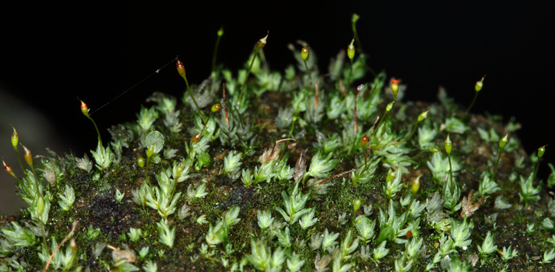 Fissidens minutulus